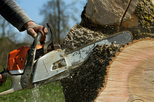 Best Emergency Storm Tree Removal  in Abbeville, SC